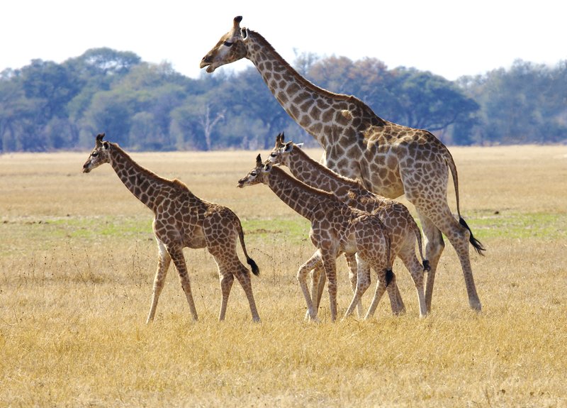 giraffe with several young Hwange plains.jpg :: Giraffe with young, plains of Hwange Zimbabwe