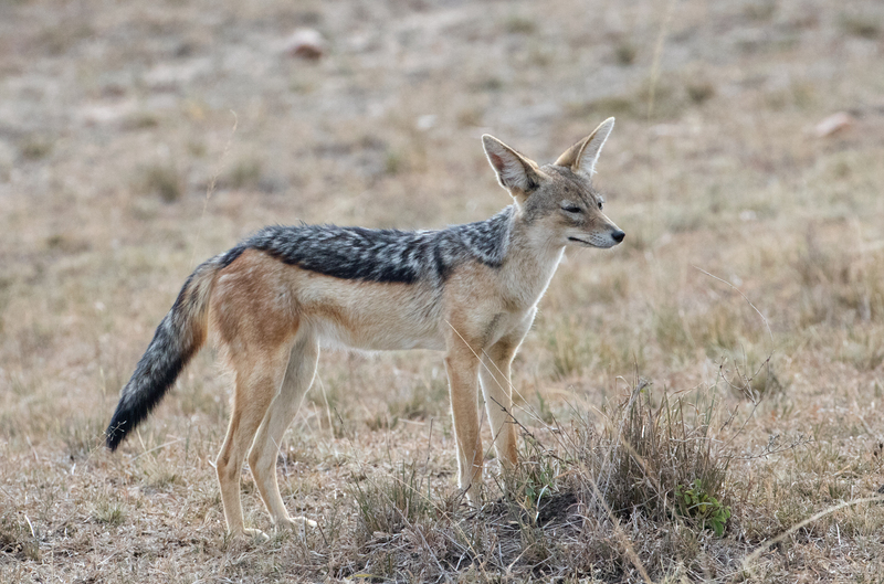 jackal.jpg :: Jackal looking out