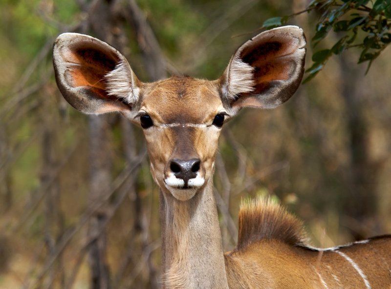 kudu-female-close-up.jpg :: Kudu close up image