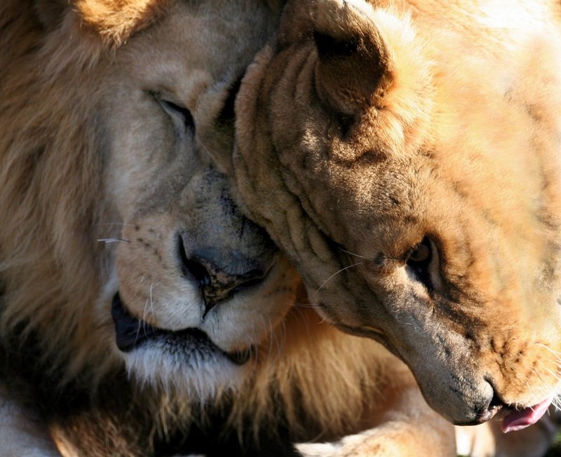 lion-love 1.jpg :: Lion love