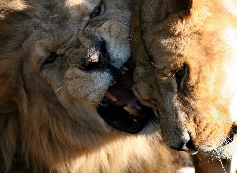 lion-love 2.jpg :: Lion love 2