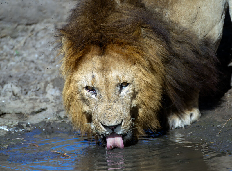 lion-male-drinking.jpg