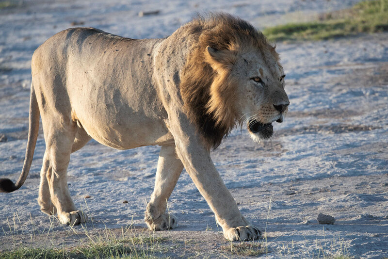 lion-male-walking.jpg :: lion male walking