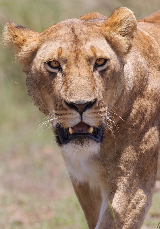 lioness coming at you.jpg :: Lioness on the hunt is walking close by.