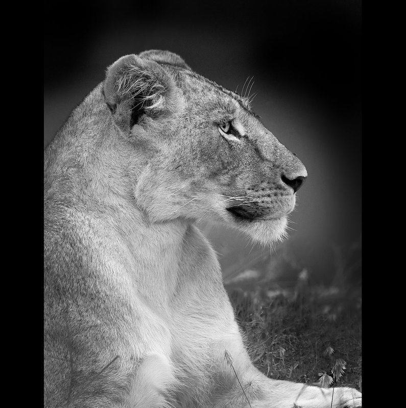 lioness-alerted-Masai Mara Kenya.jpg :: Lioness alerted to activity nearby
