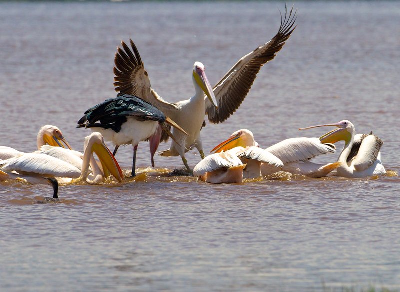 pelican-fighting for a fish Lake Nakuru.jpg