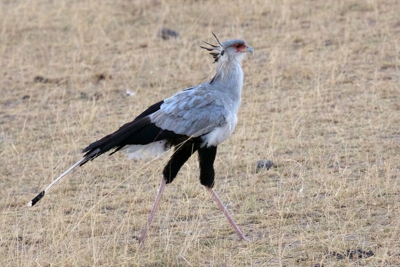 secretary bird 092.jpg :: secretary bird walking on grass