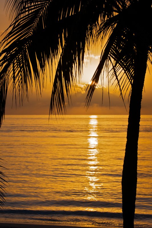 sunset-palm.jpg :: Negril Jamaica, sunset with palm