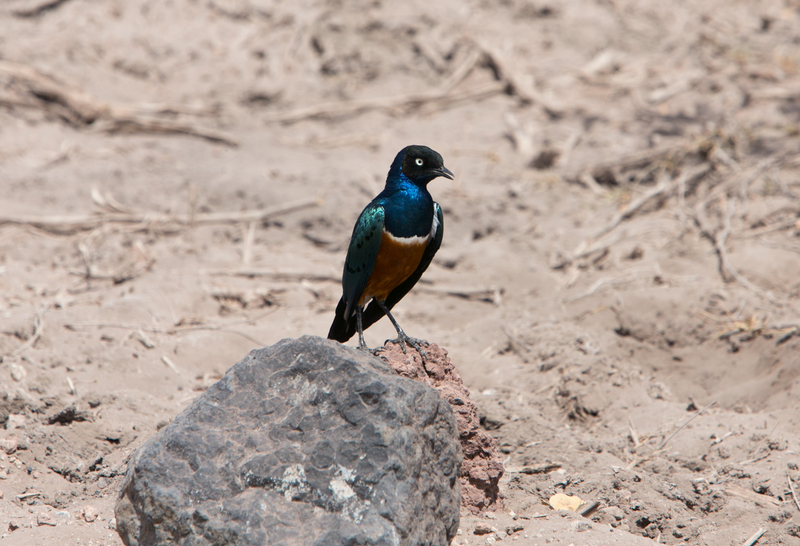 superb-starling.jpg :: African Superb Starling walking on ground