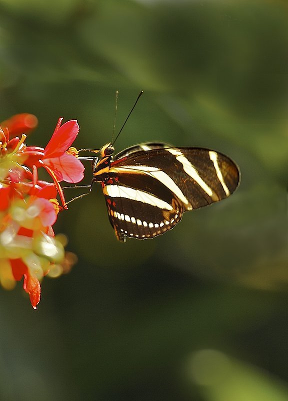 tiger butterfly.jpg