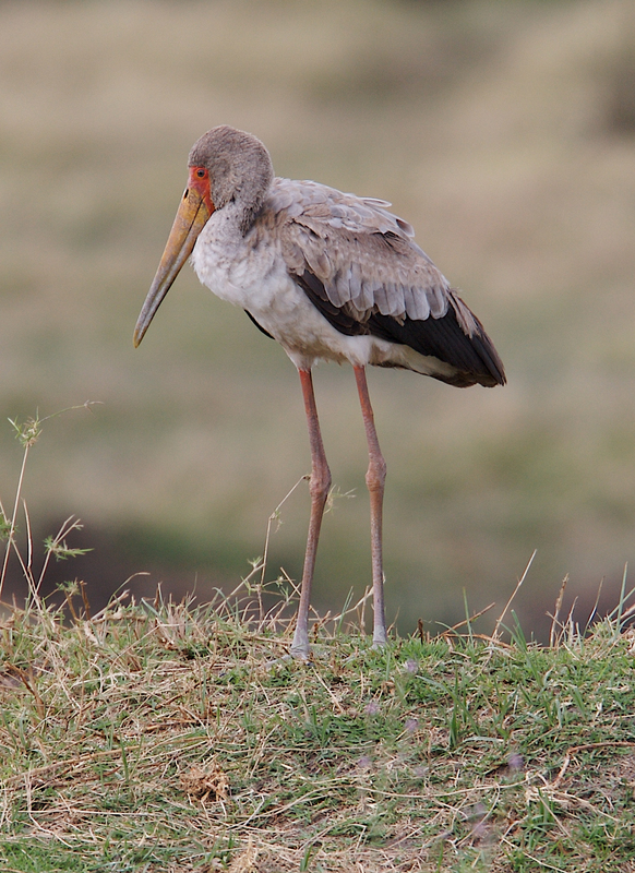 yellow-bill--Ngorongoro-259A1440.jpg :: A young yellow bill standing near pond