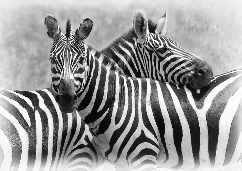zebra  pair finalnik silverefexcropnew copy 2.jpg :: Zebra pair watching each others back