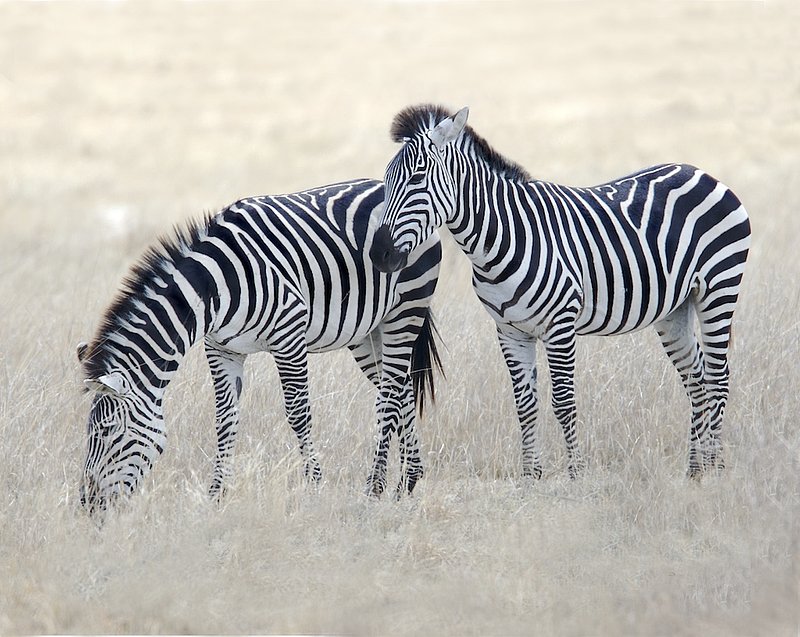 zebra 2 females eating grass Z3.jpg :: These 2 females are casually grazing in early 
spring in the Serengeti.