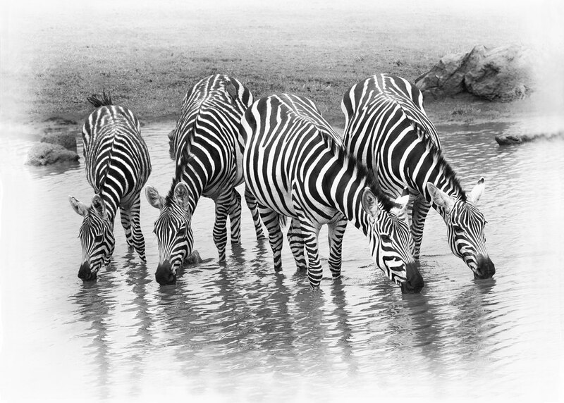 zebra-4-some-drinking-close-up.jpg