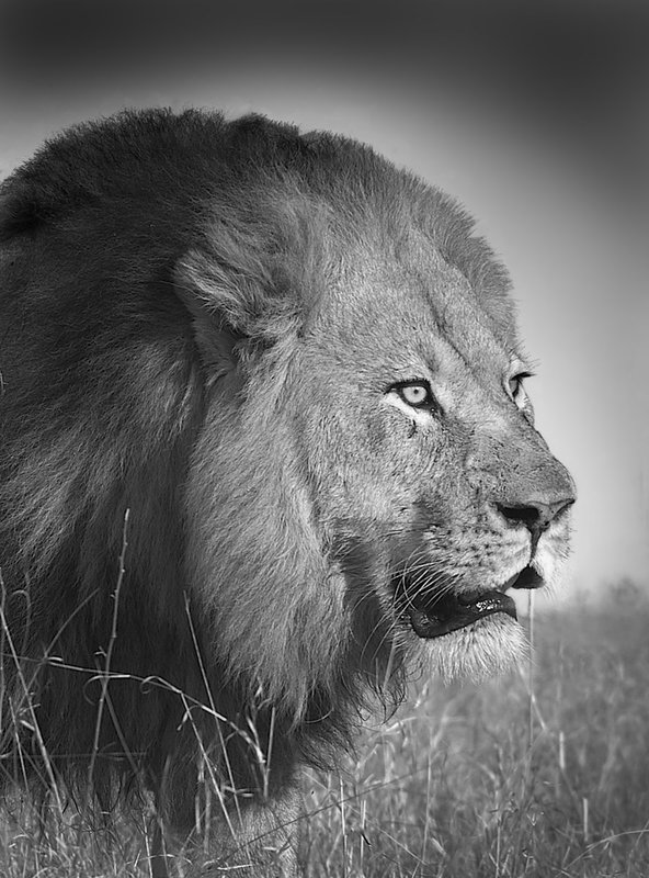 AA11-Lion Male Zimbabwe.jpg