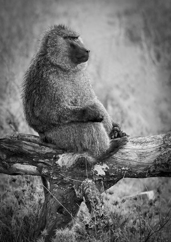 Baboon Sitting On Log.jpg