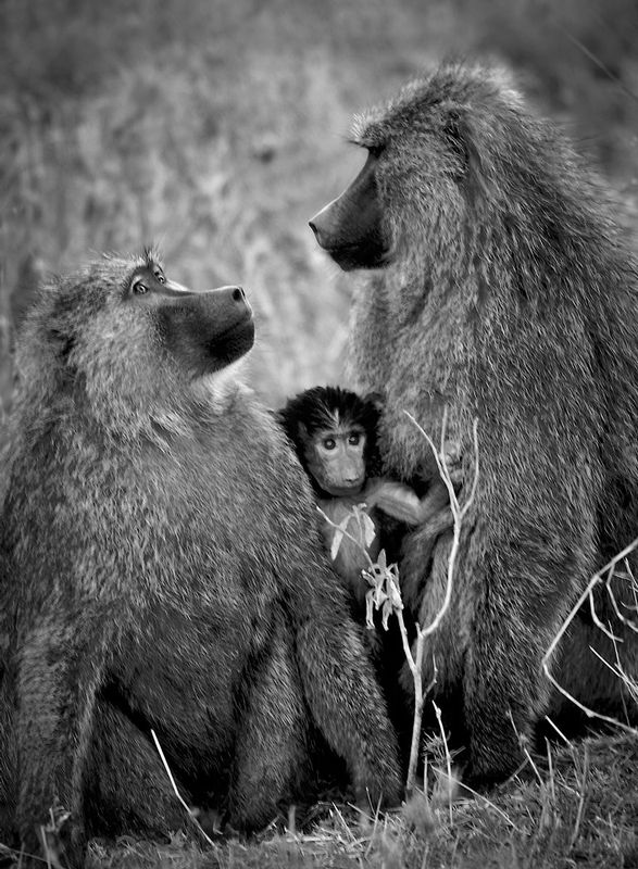 Baboon-Family-Moment.jpg