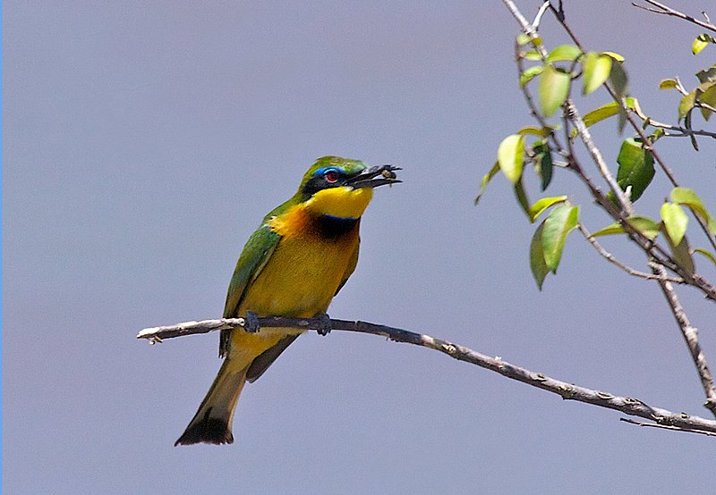 Bee-Eater-with-Bee.jpg :: Bee Eater with bee in mouth