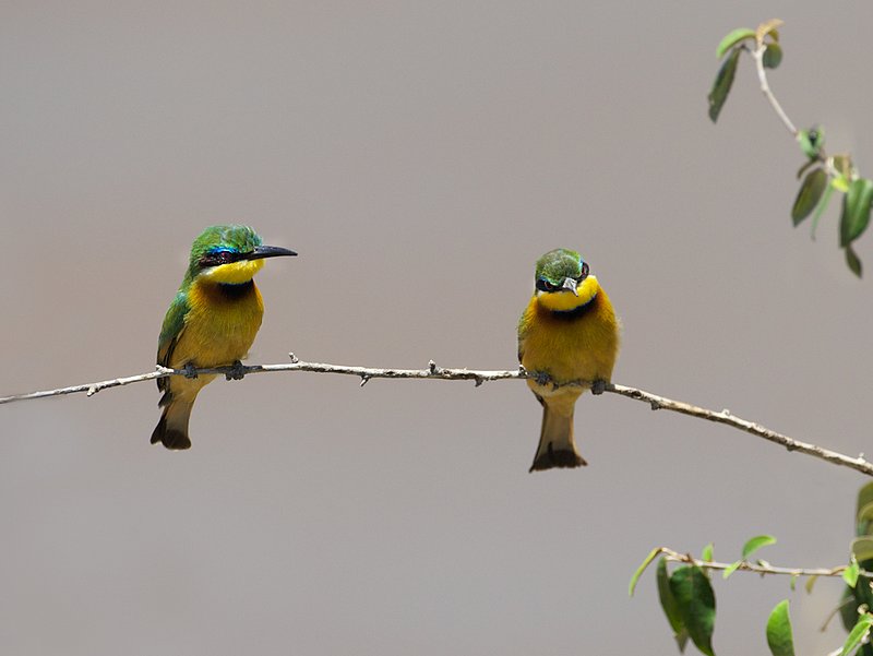 Bee-eaters-065.jpg :: Two bee eaters sitting on branch