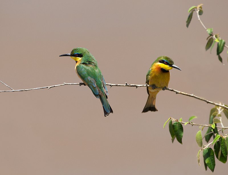 Bee-eaters-066.jpg :: Two bee eaters on branch front and back view