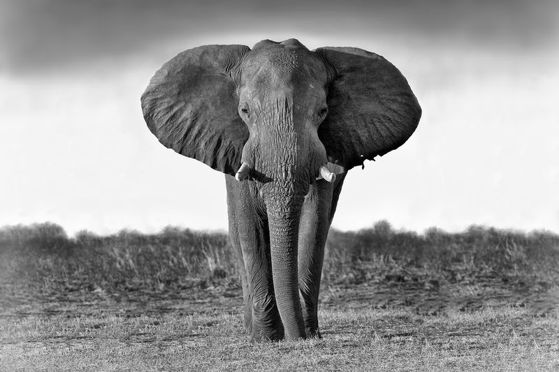 Bull elephant in Botswana (wide view).jpg