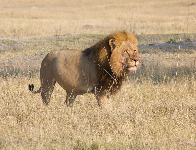 Cecil Lion of Zimbabwe 4.jpg