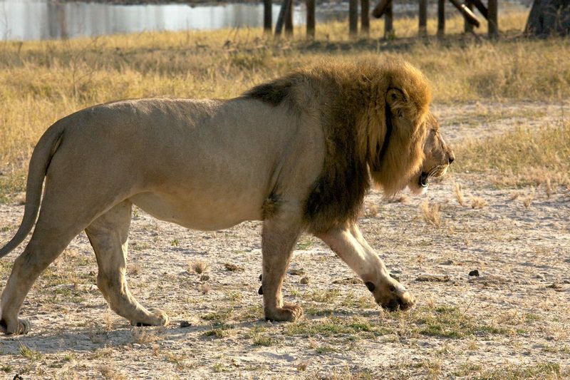 Cecil Lion of Zimbabwe 5.jpg