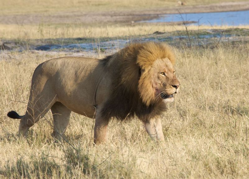 Cecil Lion of Zimbabwe 7.jpg