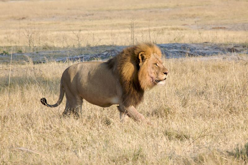 Cecil Lion of Zimbabwe3.jpg