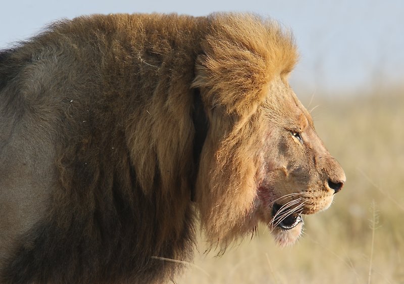 Cecil the Lion.jpg :: Cecil the Lion