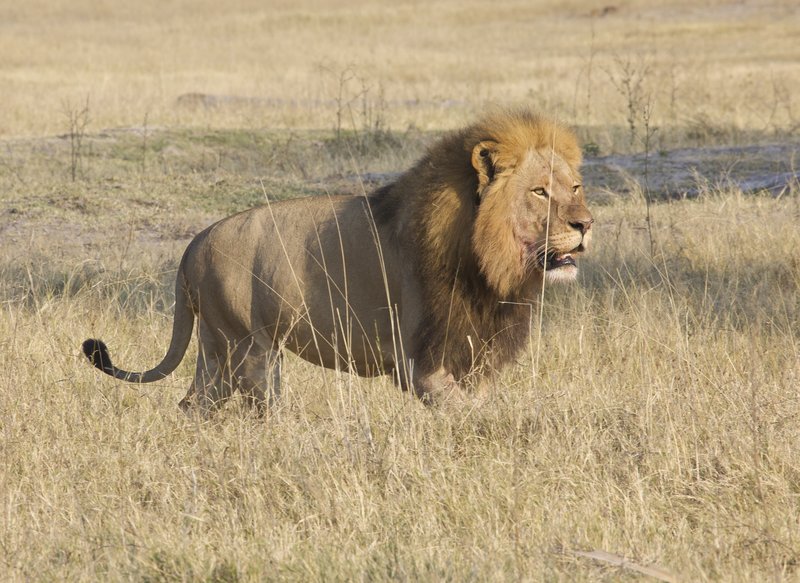 Cecil the lion of Zimbabwe.jpg :: Lion walking in field