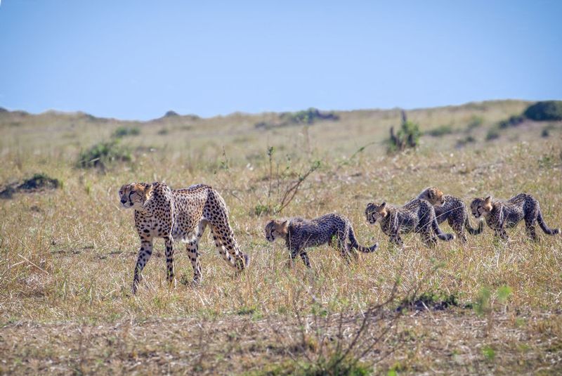 Cheetah Walking With 4 Cubs.jpg :: Cheetah is walkng with her 4 young cubs.