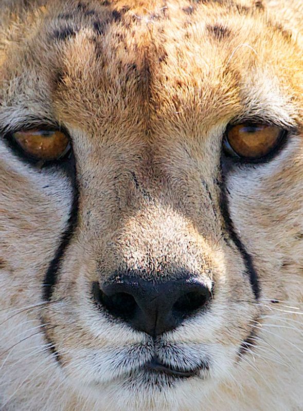 Cheetah face.jpg :: Cheetah face close up showing distinctive color pattern