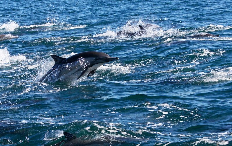 Dolphin-jumping-002.jpg