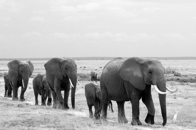 Elephant Family Walking-Amboseli Plains.jpg