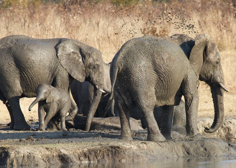 Elephant Mud Fest -Zimbabwe.jpg :: Elephants, especially the youngest one are enjoying the mud bath. A thin layer of mud on their backs help them keep cool and prevent tick bits.