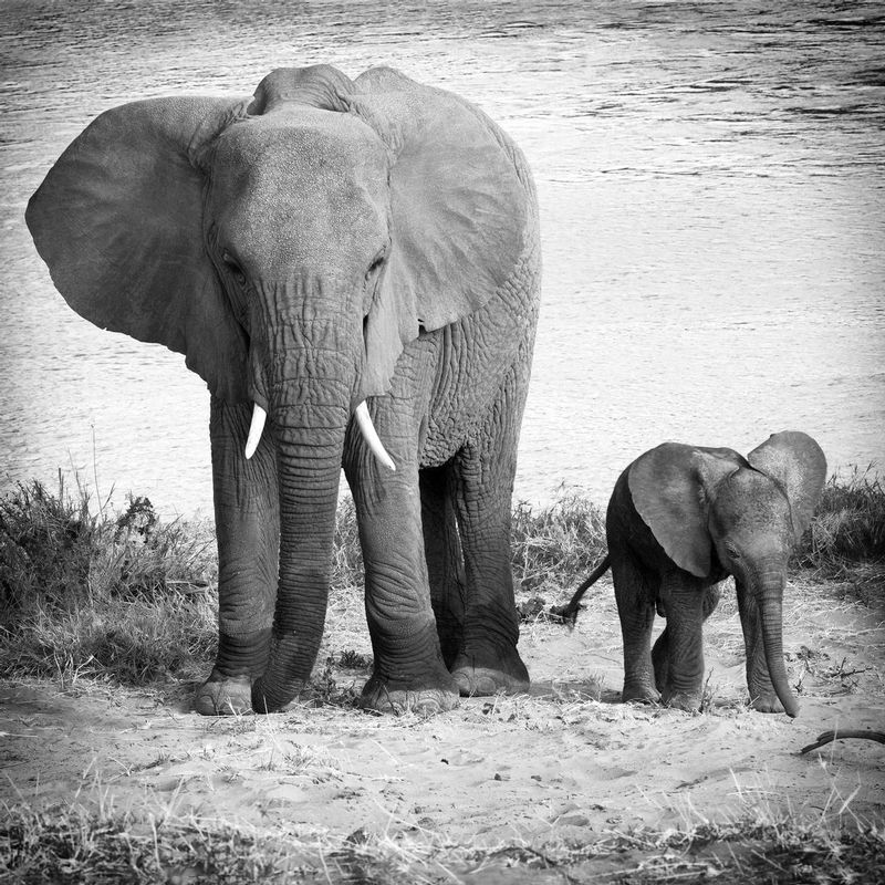 Elephant-Newborn First Swim.jpg