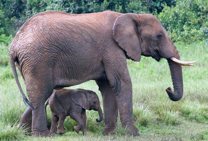 Elephant-and-baby-underneath-in Aberdare region.jpg