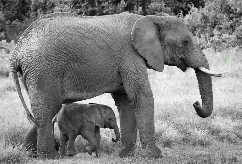 Elephant-and-baby-underneathBW-1098.tiff-copy-2.jpg