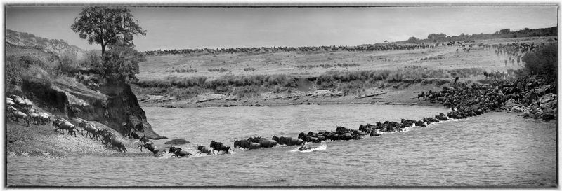 Full Migration Scene  (available only on special order due to size proportions).jpg