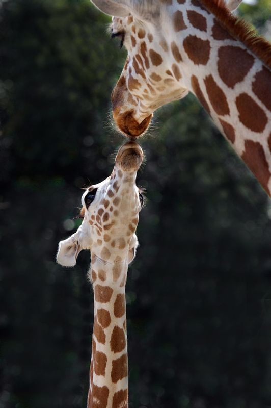 Giraffe mother and son.jpg :: a giraffe and son looking eye to eye