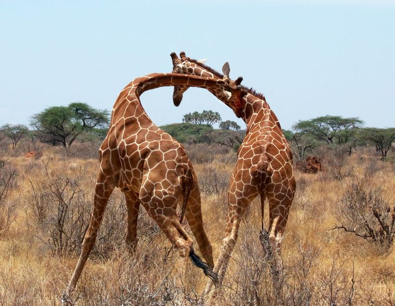 Giraffe-males-in-combat2 -necking.jpg