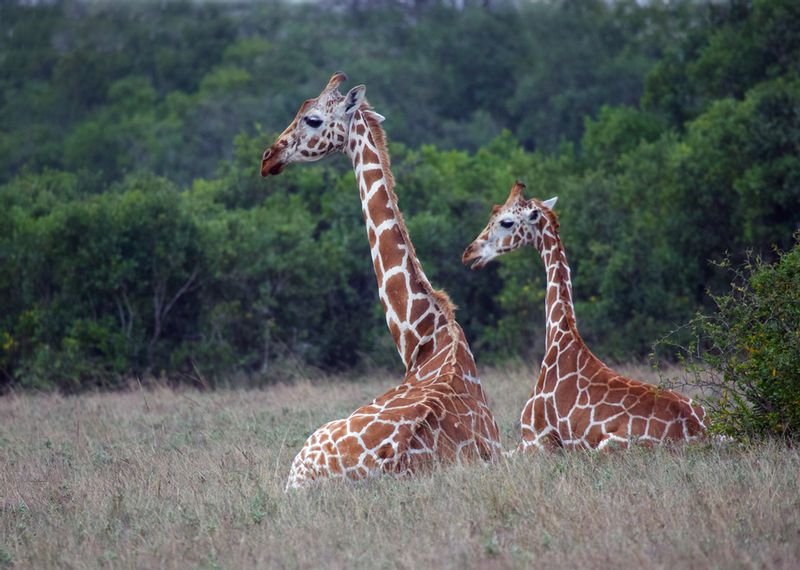 Giraffe-mother-and-son-sitting.jpg :: Giraffe mother sitting with her son in Aberdare Kenya