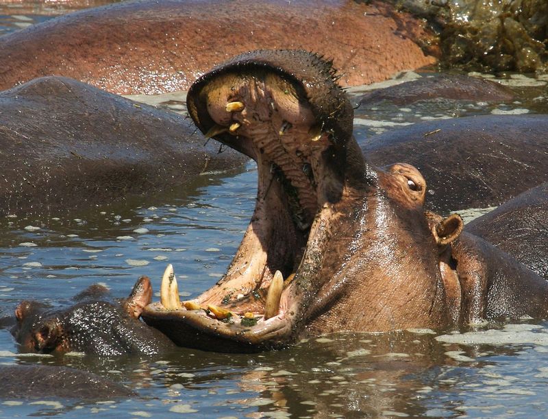 H2b-Hippo-open-mouth-719.jpg :: Hippo mother gives a warning to stay away. Her young is next to her.