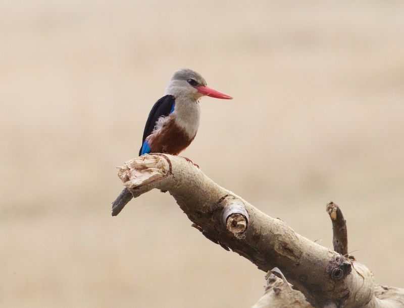Hooded King Fisher CN4F8222.jpg