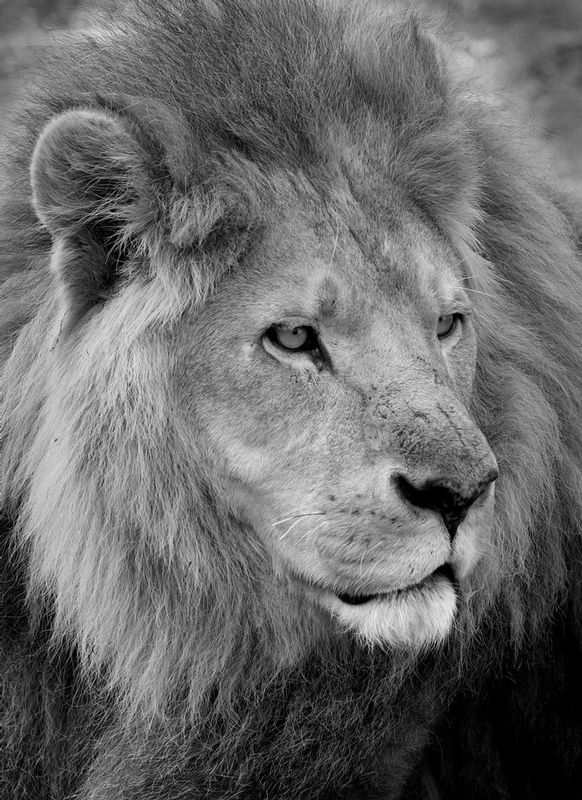 L13 Lion Senior Male.jpg