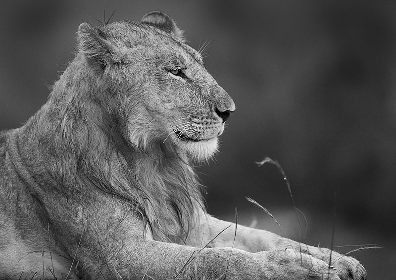L51 Lion Resting.jpg :: Male lion resting near Mara river, Kenya