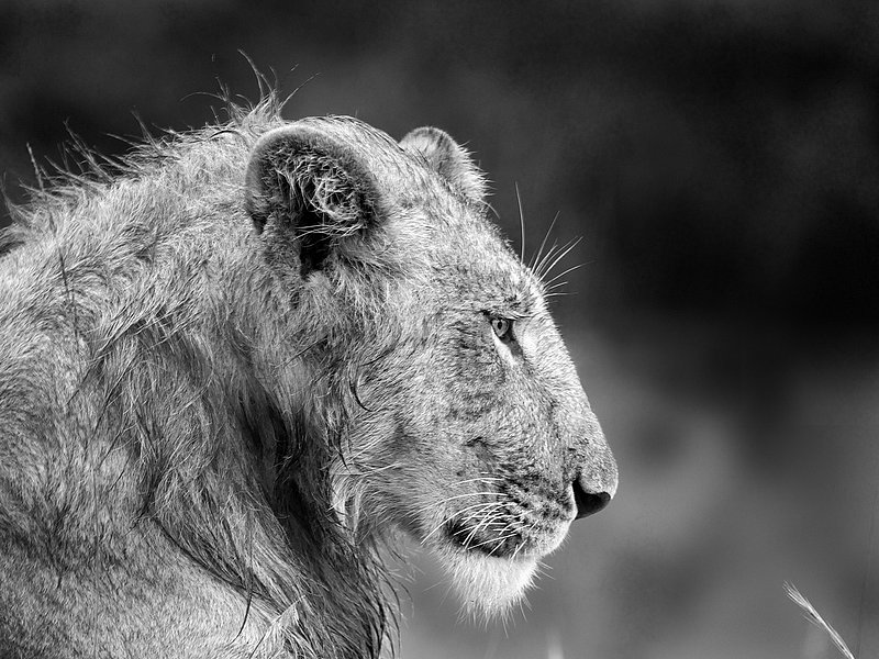 L55 Male Lion After Rain.jpg :: Young male lion after late afternoon rain