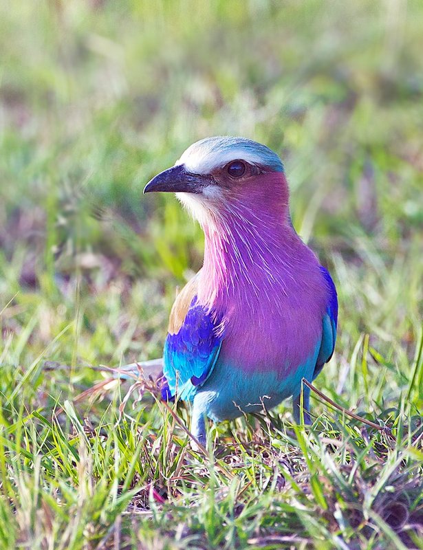 Lilac-Breasted-Roller465.jpg :: Lilac Breasted Roller On Ground