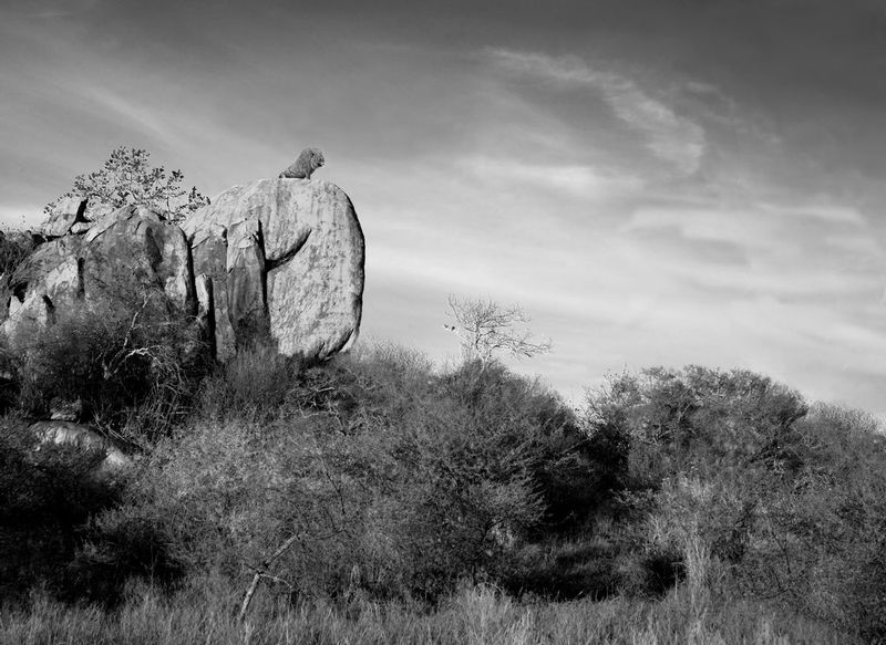 Lion King on Pride Rock.jpg